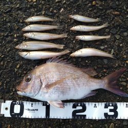 キス狙いでまさかの真鯛